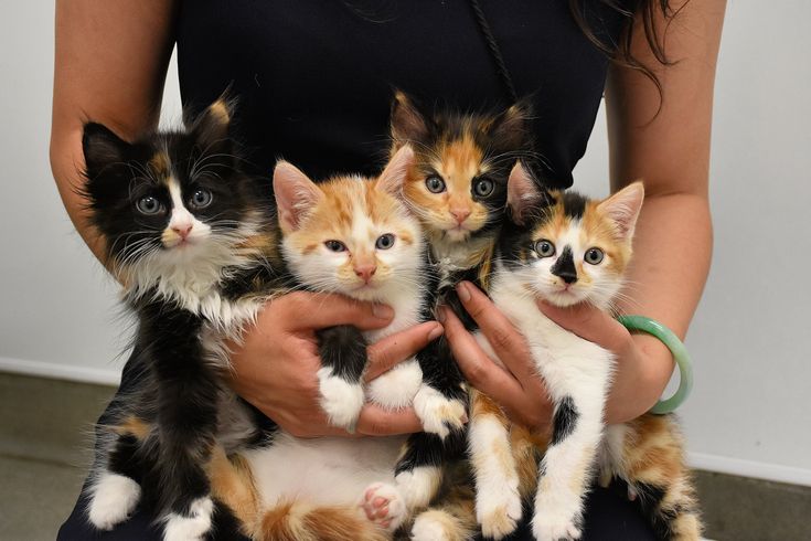 baby kittens!! they are so adorable