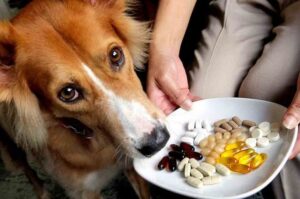Dog health supplement