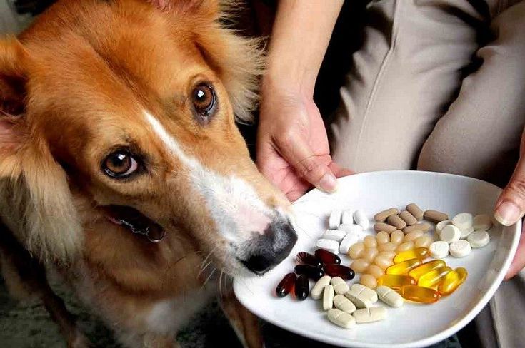 Dog health supplement