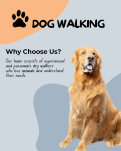 orange and blue modern dog walking instagram post