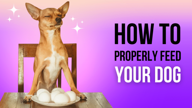 purple pet dog youtube thumbnail