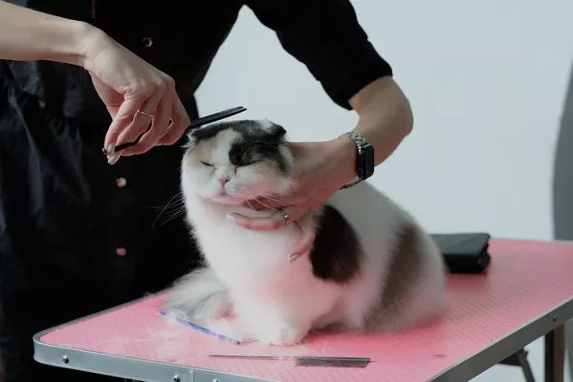 why is regular cat grooming important cuteness