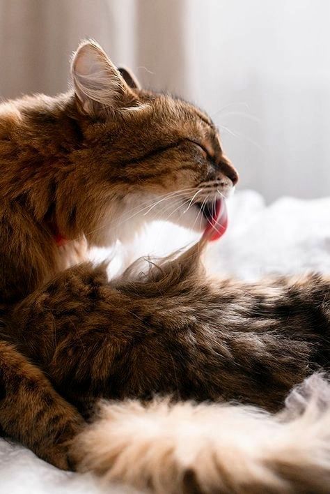 Cat grooming its fur naturally, showing a moment related to cat hairball remedy.