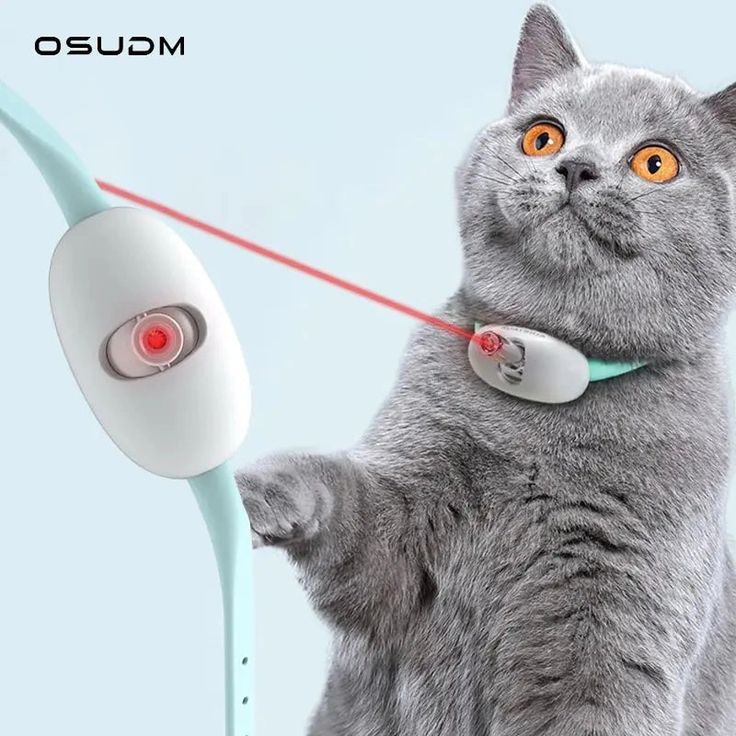 A grey cat playing with automatic cat laser toys featuring a red laser light and a wearable device.