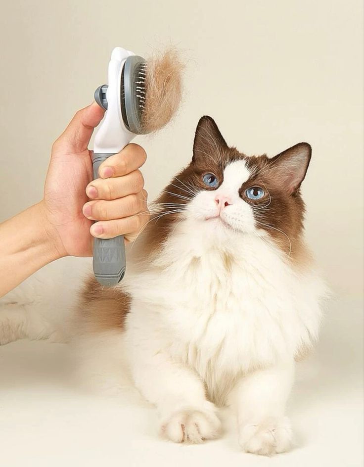 A fluffy cat being brushed with a cat grooming brush that has collected loose fur.